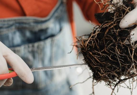 換盆剪根技巧 換盆剪根技巧