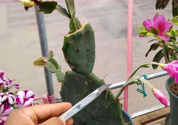 仙人掌急救方法 仙人掌急救方法