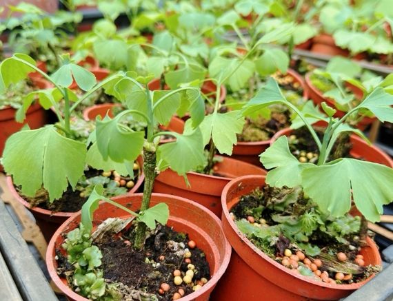 銀杏盆栽養護 銀杏盆栽養護