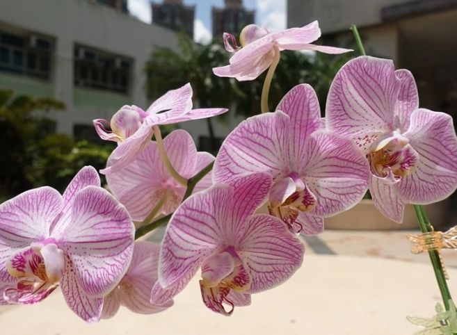 蘭花肥料推薦 蘭花肥料推薦