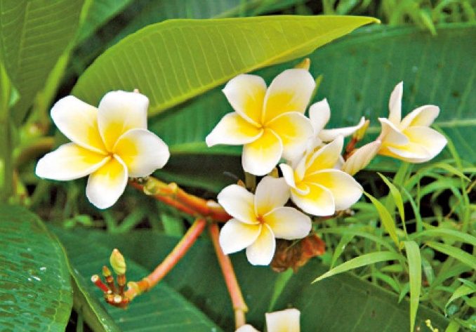 雞蛋花盆栽養護