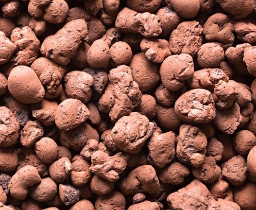 植物栽培 植物栽培