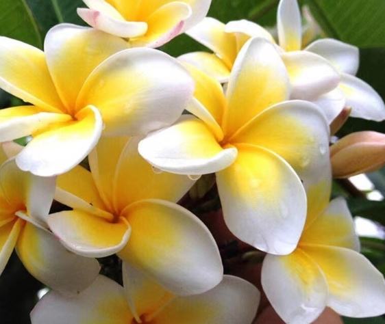 雞蛋花種植 雞蛋花種植