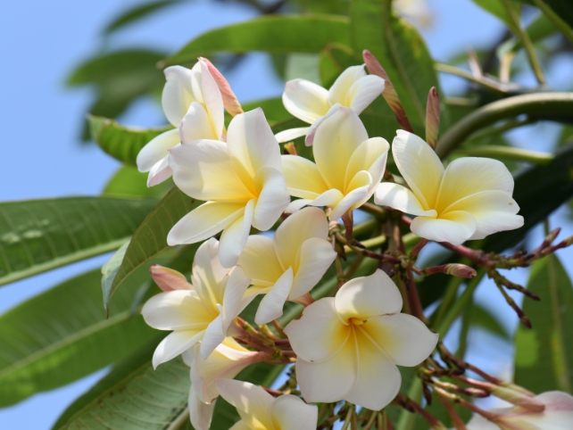 雞蛋花種植方法