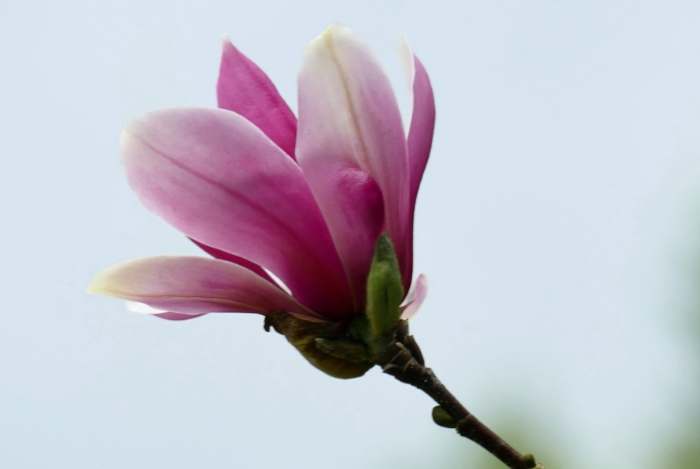 玉蘭花施肥技巧 玉蘭花施肥技巧