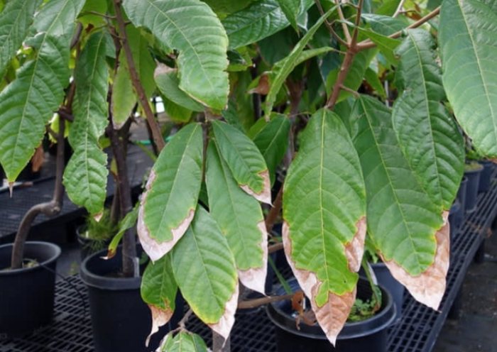 葉子變黃處理方法