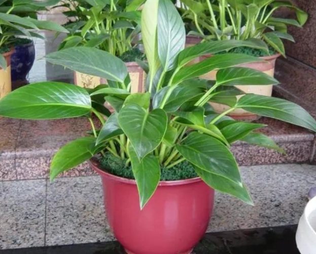 全日照植物推薦 全日照植物推薦