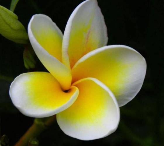 雞蛋花移植方法