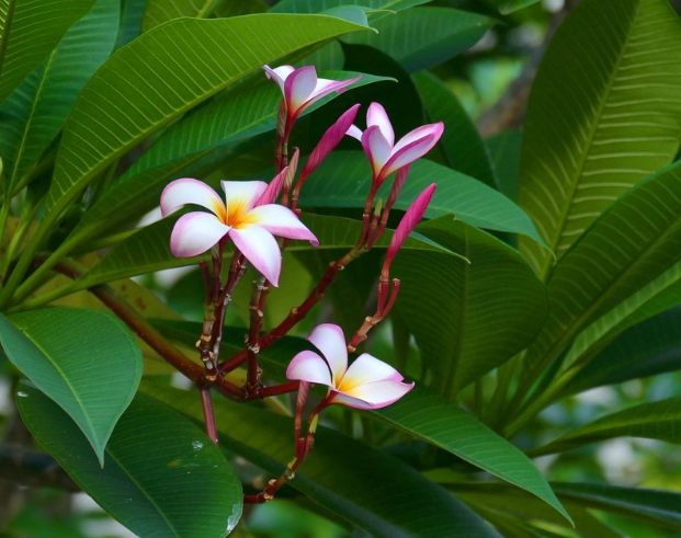 加速植物生長 加速植物生長