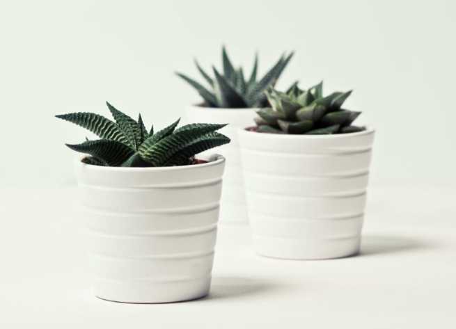 果樹換盆時機 果樹換盆時機