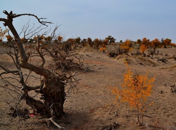 葉子枯黃解決方法 葉子枯黃解決方法