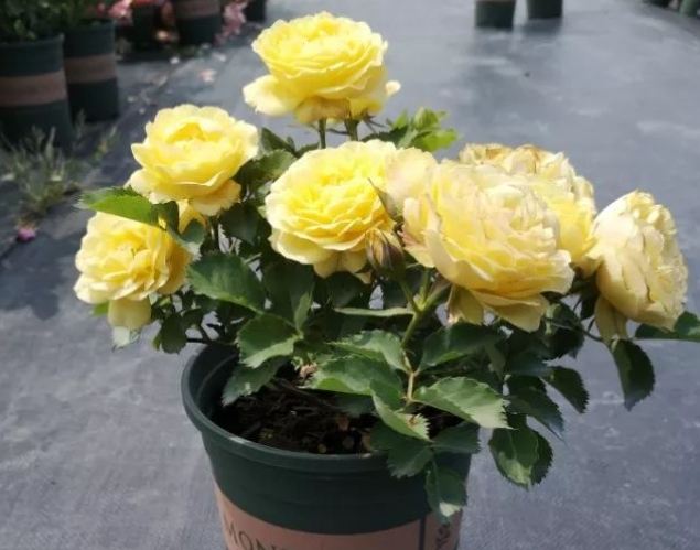 室内植物种植 室内植物种植