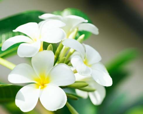 雞蛋花移植時機