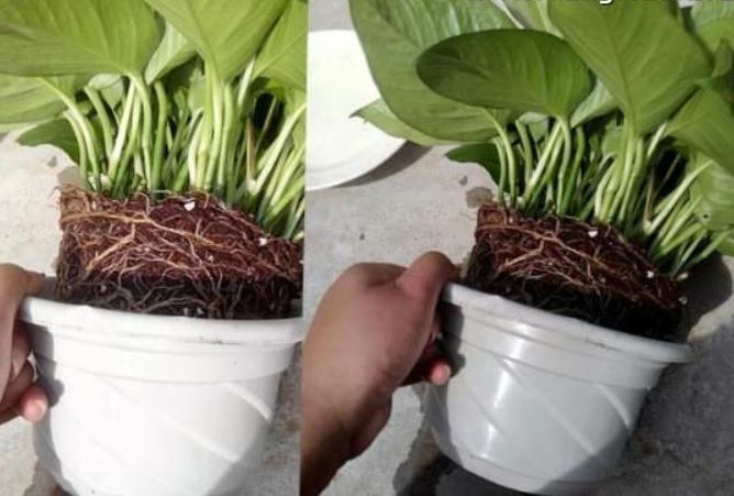 植物根部修剪 植物根部修剪