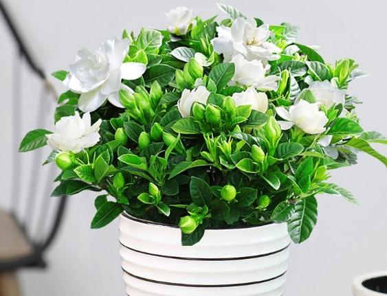 全年開花植物台灣 全年開花植物台灣