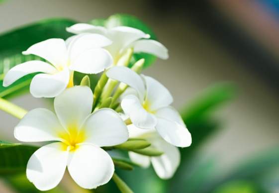 雞蛋花繁殖技巧