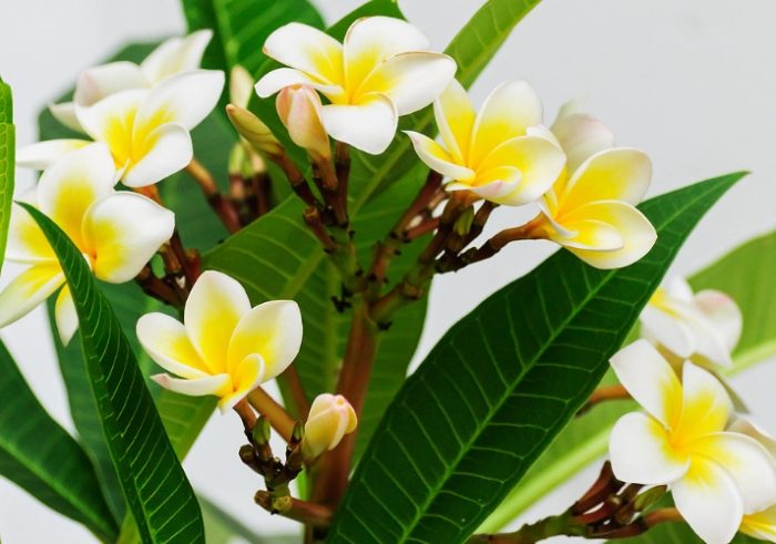 雞蛋花種植 雞蛋花種植