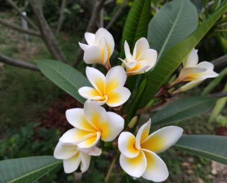 雞蛋花養護 雞蛋花養護