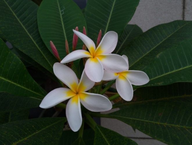 雞蛋花換盆時間