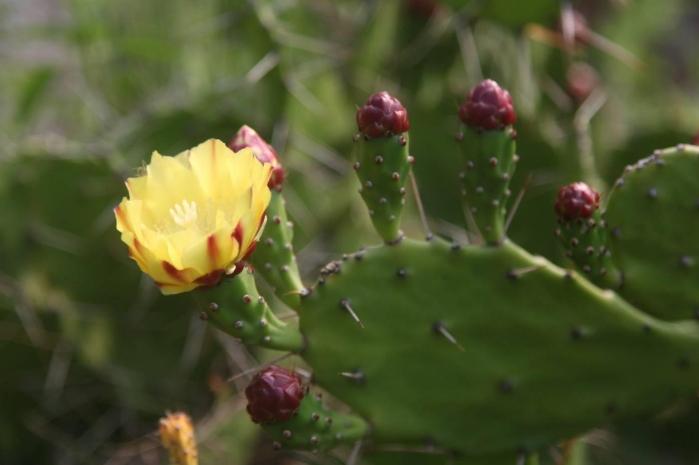 仙人掌養護技巧 仙人掌養護技巧