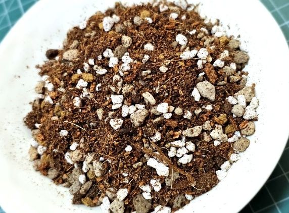 多肉植物土壤 多肉植物土壤