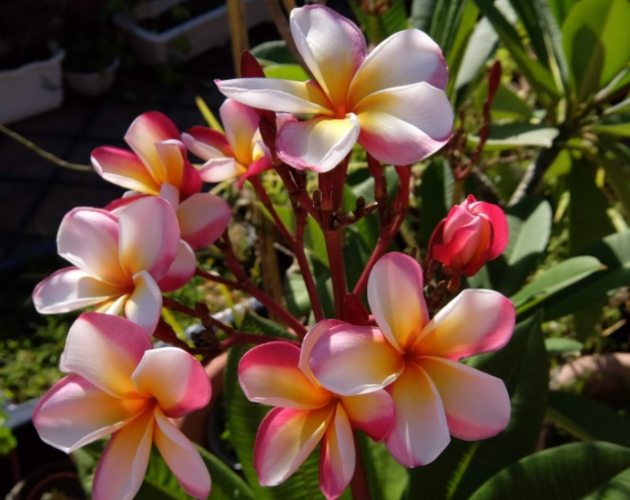 雞蛋花養護方法 雞蛋花養護方法