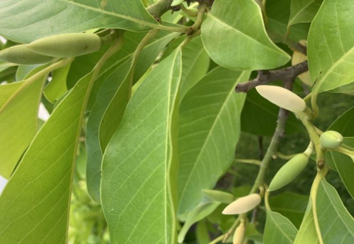 玉蘭樹修剪時機