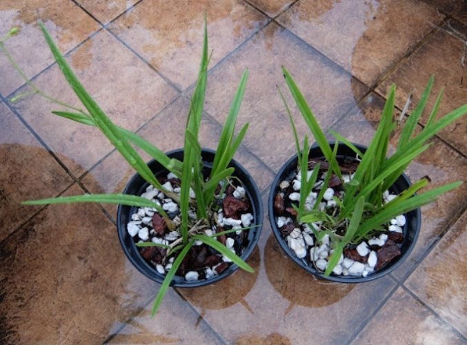 多肉植物換盆指南