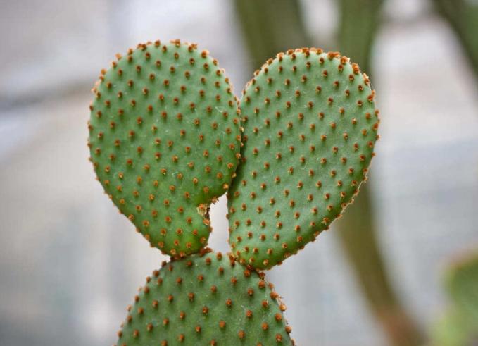 仙人掌不生根原因 仙人掌不生根原因