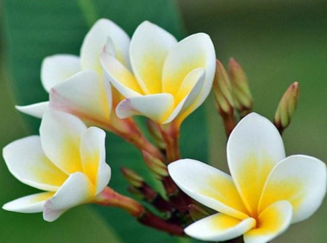 雞蛋花修剪方法