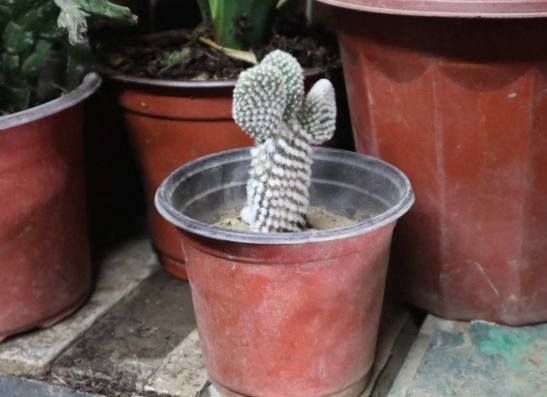 球形仙人掌種植 球形仙人掌種植