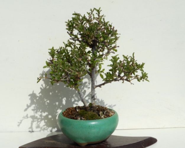 銀杏換盆技巧 銀杏換盆技巧