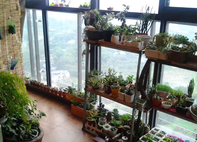 全年開花養護技巧 全年開花養護技巧