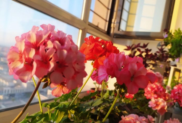 台湾家庭花卉推荐 台湾家庭花卉推荐