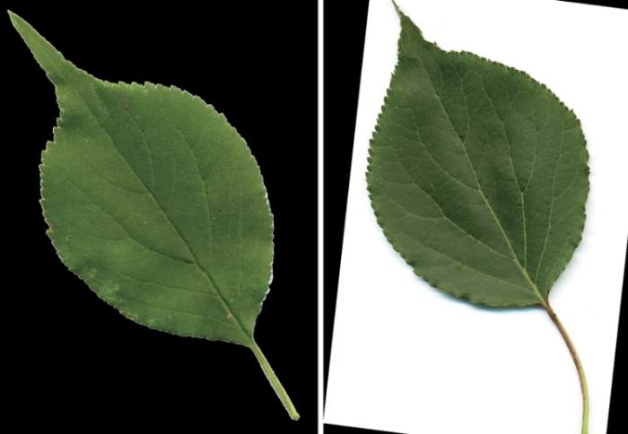 葉子剪一半技巧