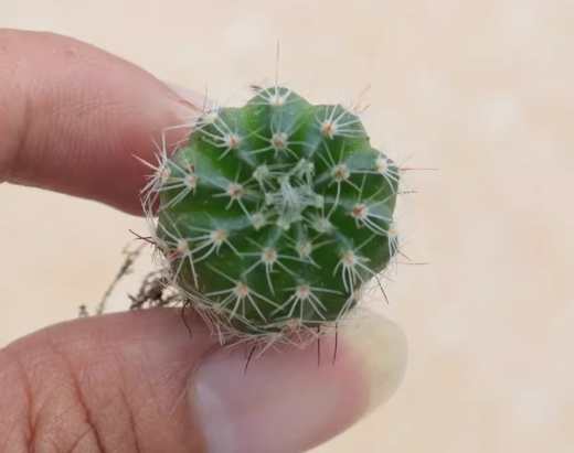 冷氣房植物設計