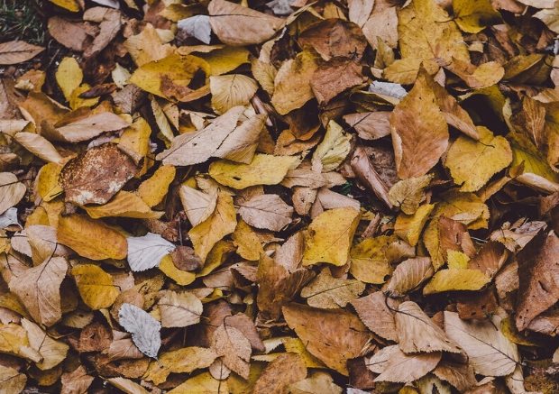 枯枝修剪 枯枝修剪