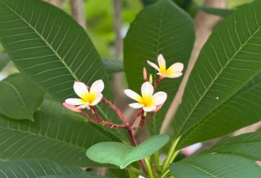 雞蛋花根部修剪