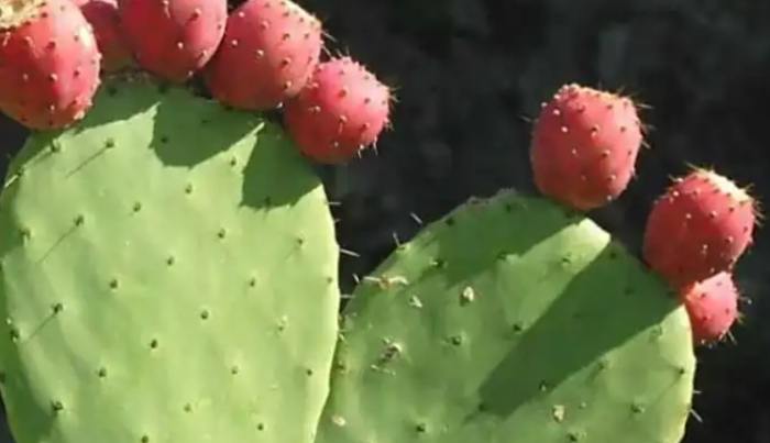 仙人掌生長環境