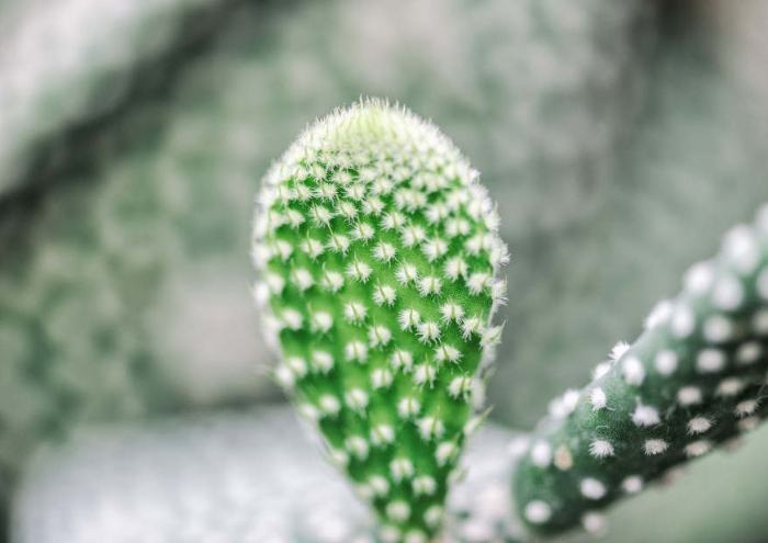 多肉植物介質 多肉植物介質