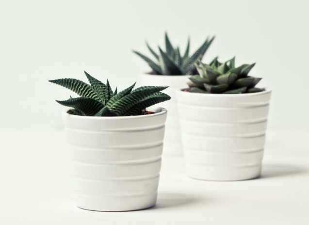 換盆後植物死亡 換盆後植物死亡