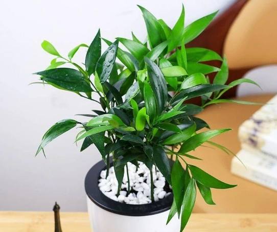 新手種植技巧 新手種植技巧