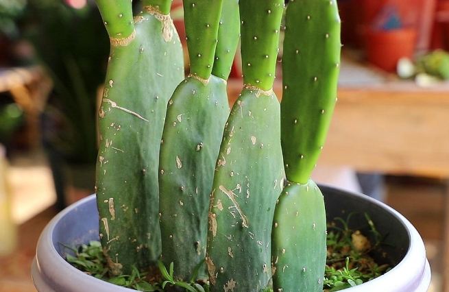 多肉植物介質 多肉植物介質