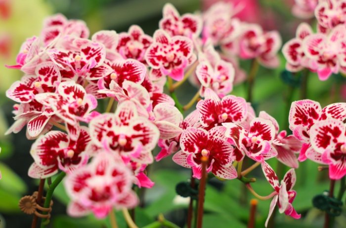 蘭花施肥方法 蘭花施肥方法