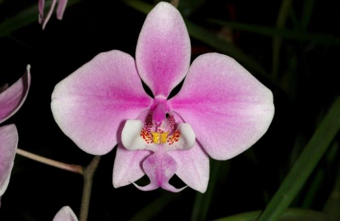 秋天蝴蝶蘭照顧