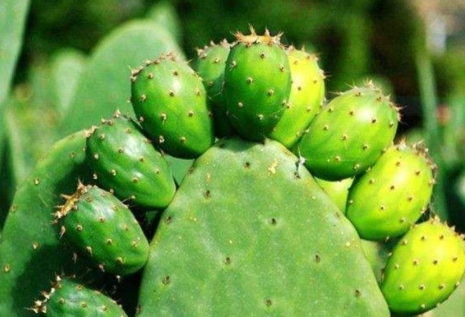 仙人掌土壤配方 仙人掌土壤配方