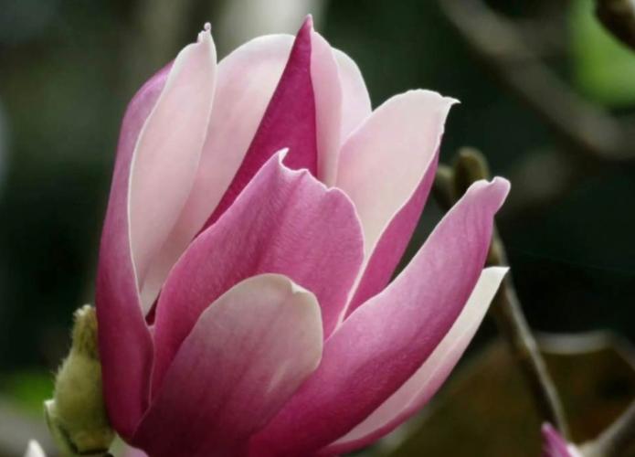 玉蘭花施肥技巧 玉蘭花施肥技巧