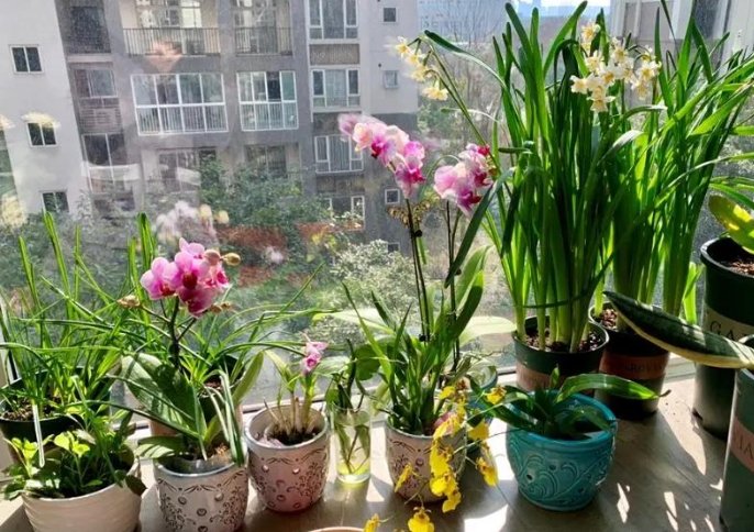 全年開花植物台灣 全年開花植物台灣