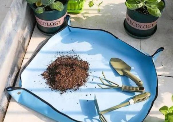 換盆後護理 換盆後護理