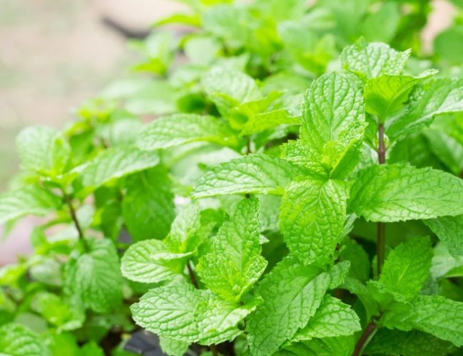 薄荷盆栽照顧